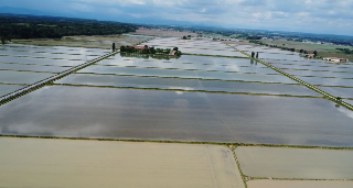 "Risò 2025", Vercelli capitale del riso